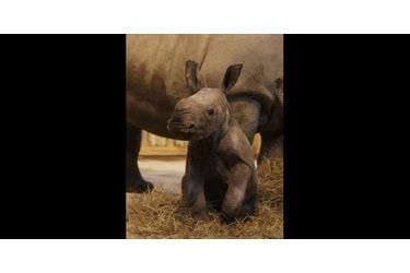 Shango le rhinocéros est né le 1er décembre au zoo d'Amnéville