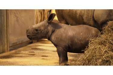 Shango le rhinocéros est né le 1er décembre au zoo d'Amnéville