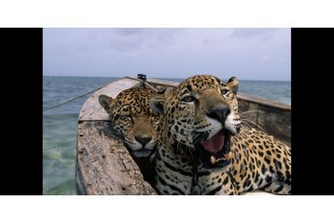Steve Winter et des jaguars dans une pirogue