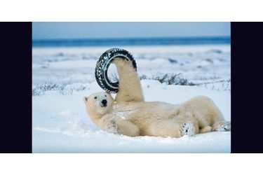 Un ours polaire joue avec un pneu
