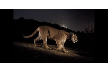 Un puma se promène dans Griffith Park, où se trouve le célèbre panneau Hollywood