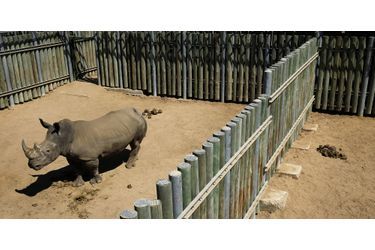 Un rhinocéros se trouve dans son enclos au sein du parc national Kruger, en août 2014