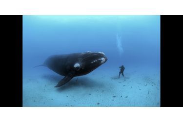 Une baleine franche australe rencontre un plongeur sur fond de sable