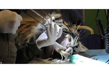 Passage chez le dentiste pour Amir le tigre