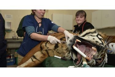 Passage chez le dentiste pour Amir le tigre