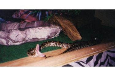 Alyssa et Nay-Nay le python, amis de longue date