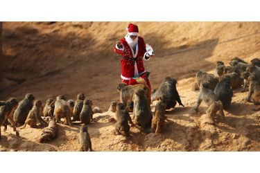 C'est Noël pour tout le monde - Photos - Animal Story