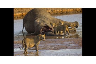 Crocodile vs lions - Bataille au sommet au Kenya