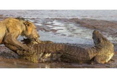 Crocodile vs lions - Bataille au sommet au Kenya