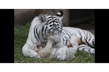Les bébés animaux les plus craquants - Rétro 2014 - Animal Story
