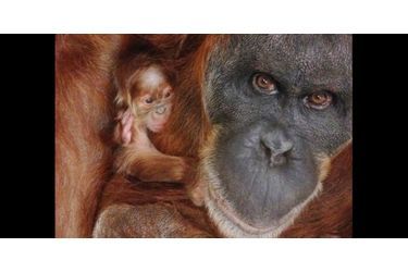 Les bébés animaux les plus craquants - Rétro 2014 - Animal Story