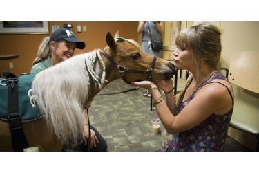 Auburn le mini-cheval, appelé au chevet des patients de l'hôpital de Sacramento (en juillet 2014)