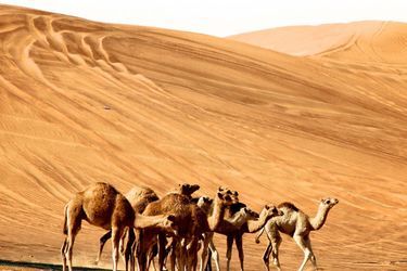 Desert of United Arab Emirates