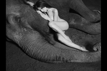 Dovima et les Elephants, par Vanessa von Zitzewitz 