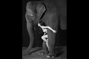 Dovima et les Elephants, par Vanessa von Zitzewitz 