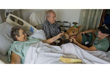 Hope le mini-cheval, appelé au chevet des patients de l'hôpital de Sacramento (en juillet 2014)