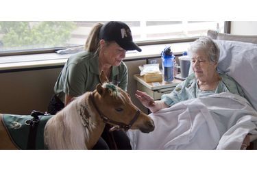 Hope le mini-cheval, appelé au chevet des patients de l'hôpital de Sacramento (en juillet 2014)