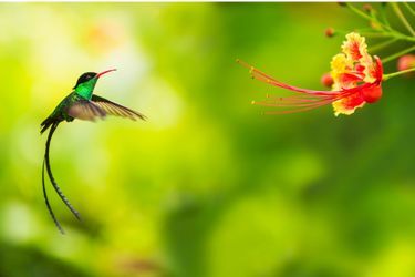Le colibri va battre 4000 fois des ailes