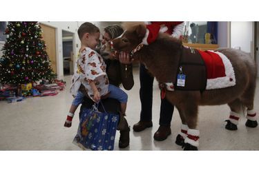 Lily, un mini-appaloosa de cinq ans, surprend le petit Luis à l'hôpital de Boston (en décembre 2013)
