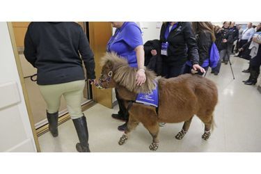 Lunar le mini-cheval, appelé au chevet des patients de l'hôpital de Chicago (en novembre 2014)