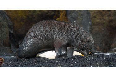 Un phoque abuse d'un manchot sur Marion Island, en Afrique du Sud