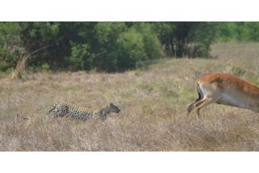 L'antilope qui échappe au léopard - En images