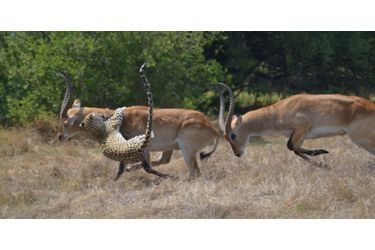 L'antilope qui échappe au léopard - En images