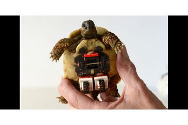 Blade, la tortue sur roues - Un mécanisme en Lego