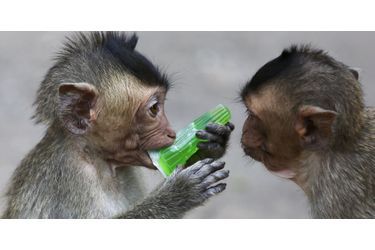 Le buffet des macaques - En Thaïlande