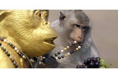 Le buffet des macaques - En Thaïlande