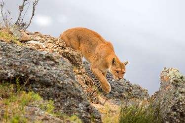 Puma (mountain lion)