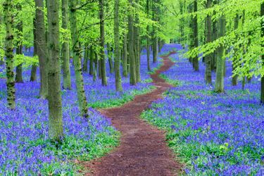 Bien qu’il semble sortir tout droit d’un conte de fée, ce bois est en fait bien réel. Son tapis bleu et violet enchantent ceux qui s&#039;aventurent dans la brume du matin. Cette atmosphère mystérieuse donne à cette forêt une allure de petit paradis qui réserve de nombreuses surprises.