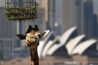 Une girafe déguste son repas au sein du zoo de Taronga, à Sydney.Des félins dans son jardin<br />
Une semaine chez les animaux<br />
Amitié sous-marine entre un phoque et un plongeur<br />
Visé par les braconniers, un éléphant sauvé in extremis<br />
La majesté du tigre en liberté<br />
Nimbus, le petit léopard tacheté des Cotswolds<br />
Les chiens surfeurs, des Landes à la Californie<br />
Naissance d&#039;un petit tatou à Edimbourg<br />
Ils capturent un anaconda de 5 mètres de long<br />
George le poisson rouge est guéri<br />
La beauté tentaculaire des calamars de la mer Rouge<br />
Au secours des rhinocéros orphelins<br />
Zeus, le plus grand chien du monde est mort<br />
Le petit manchot miracle du Gloucestershire<br />
Quand une mangouste tient tête à un lion<br />
L’éléphanteau courageux… mais pas téméraire<br />
Premier anniversaire pour le panda Bao Bao <br />
