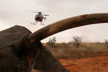 Des braconniers ont lancé un projectile empoisonné à l'éléphant