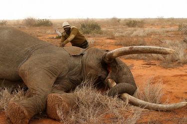 Des braconniers ont lancé un projectile empoisonné à l'éléphant