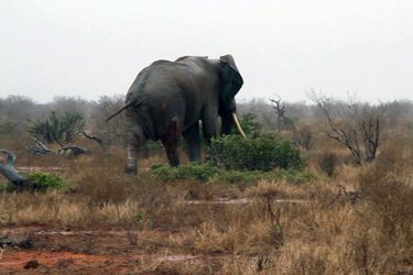 Des braconniers ont lancé un projectile empoisonné à l&#039;éléphant