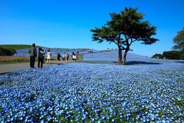 C&#039;est sans doute les plus jolies fleurs du monde qui se dressent sur l&#039;Hitachi Seaside Park. Situé à deux heures de Tokyo, ce parc est toujours un régal visuel, peu importe la période de l’année. On marche à travers des décors bleus, rouges, verts, et orange. Un véritable arc-en-ciel qui se dérobe sous vos pieds.