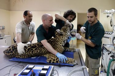 Tango, le jaguar âgé de 11 ans, a subi un examen médical au sein du zoo de Buenos Aires, en Argentine.Des félins dans son jardin<br />
Une semaine chez les animaux<br />
Amitié sous-marine entre un phoque et un plongeur<br />
Visé par les braconniers, un éléphant sauvé in extremis<br />
La majesté du tigre en liberté<br />
Nimbus, le petit léopard tacheté des Cotswolds<br />
Les chiens surfeurs, des Landes à la Californie<br />
Naissance d&#039;un petit tatou à Edimbourg<br />
Ils capturent un anaconda de 5 mètres de long<br />
George le poisson rouge est guéri<br />
La beauté tentaculaire des calamars de la mer Rouge<br />
Au secours des rhinocéros orphelins<br />
Zeus, le plus grand chien du monde est mort<br />
Le petit manchot miracle du Gloucestershire<br />
Quand une mangouste tient tête à un lion<br />
L’éléphanteau courageux… mais pas téméraire<br />
Premier anniversaire pour le panda Bao Bao <br />
