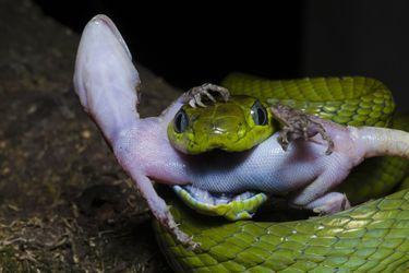 Un serpent s&#039;est emparé d&#039;un gecko pour le déjeuner à Alipurduar, en Inde.Des félins dans son jardin<br />
Une semaine chez les animaux<br />
Amitié sous-marine entre un phoque et un plongeur<br />
Visé par les braconniers, un éléphant sauvé in extremis<br />
La majesté du tigre en liberté<br />
Nimbus, le petit léopard tacheté des Cotswolds<br />
Les chiens surfeurs, des Landes à la Californie<br />
Naissance d&#039;un petit tatou à Edimbourg<br />
Ils capturent un anaconda de 5 mètres de long<br />
George le poisson rouge est guéri<br />
La beauté tentaculaire des calamars de la mer Rouge<br />
Au secours des rhinocéros orphelins<br />
Zeus, le plus grand chien du monde est mort<br />
Le petit manchot miracle du Gloucestershire<br />
Quand une mangouste tient tête à un lion<br />
L’éléphanteau courageux… mais pas téméraire<br />
Premier anniversaire pour le panda Bao Bao <br />
