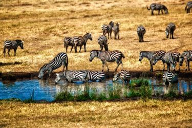 Les zèbres au Parc national d&#039;Arusha