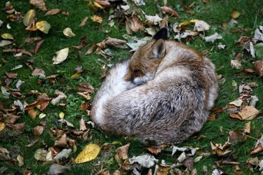 Un renard s&#039;est endormi dans un parc de Londres.Des félins dans son jardin<br />
Une semaine chez les animaux<br />
Amitié sous-marine entre un phoque et un plongeur<br />
Visé par les braconniers, un éléphant sauvé in extremis<br />
La majesté du tigre en liberté<br />
Nimbus, le petit léopard tacheté des Cotswolds<br />
Les chiens surfeurs, des Landes à la Californie<br />
Naissance d&#039;un petit tatou à Edimbourg<br />
Ils capturent un anaconda de 5 mètres de long<br />
George le poisson rouge est guéri<br />
La beauté tentaculaire des calamars de la mer Rouge<br />
Au secours des rhinocéros orphelins<br />
Zeus, le plus grand chien du monde est mort<br />
Le petit manchot miracle du Gloucestershire<br />
Quand une mangouste tient tête à un lion<br />
L’éléphanteau courageux… mais pas téméraire<br />
Premier anniversaire pour le panda Bao Bao <br />
