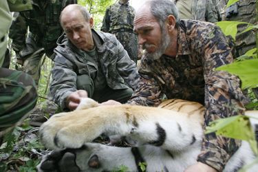 Vladimir Poutine aide à la pose d&#039;un traqueur sur un tigre au sein de la réserve d&#039;Ussuri, en août 2008