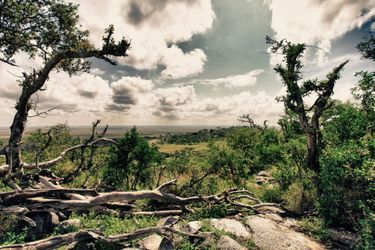 Vue de Serengeti