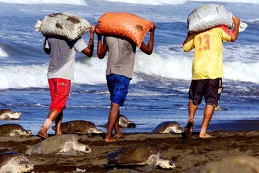 Les Costariciens portent des sacs d&#039;oeufs de tortues