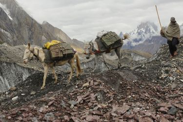 Un fermier fait descendre ses mules du glacier