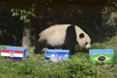 Ying Mei le panda géant de Yangzhou, en Chine, fait partie des successeurs possibles à Paul le poulpe<br />
, pour pronostiquer le résultat des matchs de la coupe du monde de foot. 