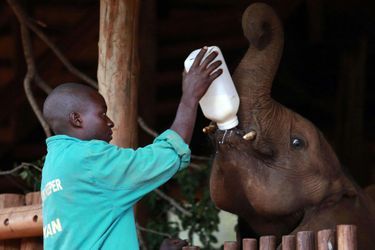 Le soigneur Ivan Katongomala nourrit au (grand) biberon un éléphanteau orphelin recueilli à la Lilayi Elephant Nursery, en Zambie.