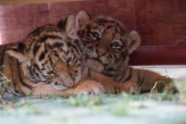 Ces petits tigres de Sibérie ont vu le jour le mois dernier à Shiyan, en Chine.