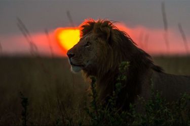 Le photographe Paul Goldstein a passé des années à immortaliser les plus beaux paysages africains. Ses clichés les plus impressionnants<br />
, raconte-t-il, ont été pris dans la réserve naturelle du Masai Mara, au Kenya. Elle a, selon lui, &quot;une des plus belles lumières au monde&quot;. Il guide des safaris photographiques et des expéditions à travers la réserve.