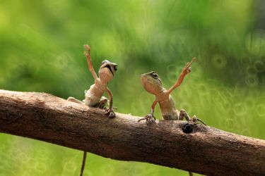 Retrouvez en images le meilleur, le pire et le plus insolite du monde animal.Le photographe amateur Iwan Pruvic a immortalisé l&#039;insolite danse de deux lézards, dans la forêt indonésienne. 